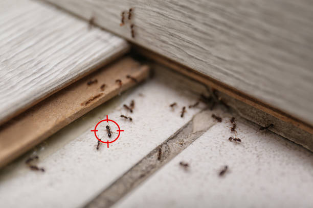 Best Mosquito Control Services  in Spring Green, WI