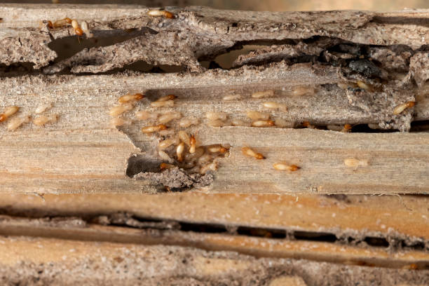 Best Affordable Pest Control Services  in Spring Green, WI