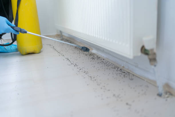Best Ant Control Services  in Spring Green, WI